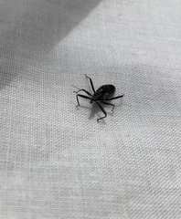 Reduviidae