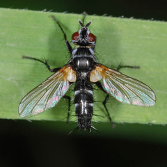 Phyllomya volvulus