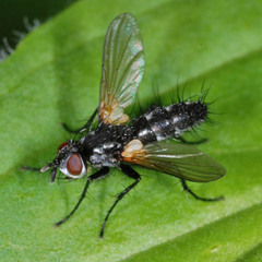 Phyllomya volvulus