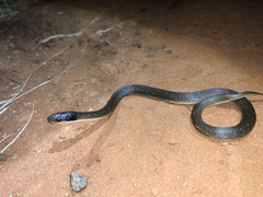 Crotaphopeltis hotamboeia
