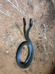 Crotaphopeltis hotamboeia