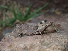 Sphingonotus azurescens