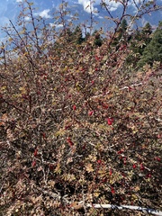 Rosa webbiana