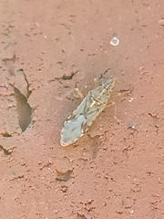 Belonochilus numenius