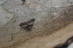 Gastrinodes argoplaca