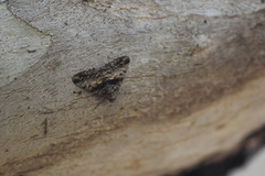 Gastrinodes argoplaca