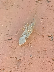 Belonochilus numenius