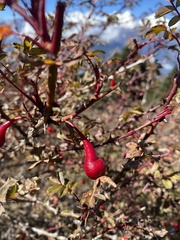 Rosa webbiana