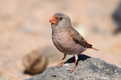 Bucanetes githagineus