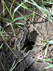 Kassina senegalensis