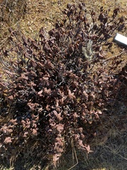 Rhododendron anthopogon