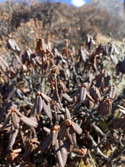 Rhododendron anthopogon