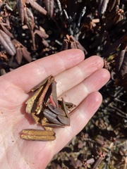 Rhododendron anthopogon