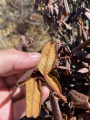 Rhododendron anthopogon