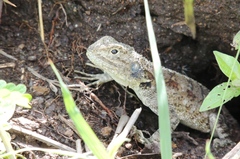 Acanthocercus ugandaensis