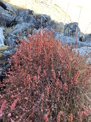 Bistorta vacciniifolia
