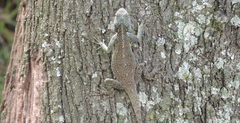 Acanthocercus ugandaensis