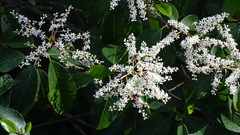 Quintinia sieberi