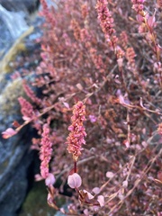Bistorta vacciniifolia
