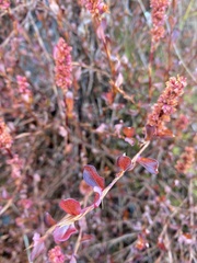 Bistorta vacciniifolia