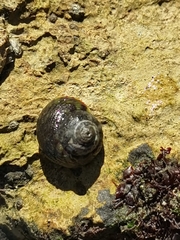 Steromphala umbilicalis