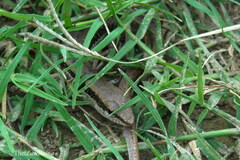 Sphenomorphus maculatus