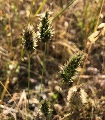 Enneapogon nigricans