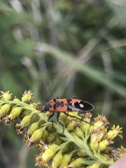 Lygaeus equestris