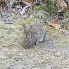 Oryctolagus cuniculus domesticus