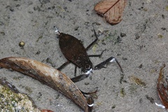 Telmatotrephes chinensis