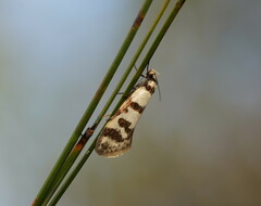 Philobota impletella