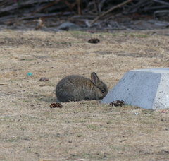Oryctolagus cuniculus domesticus