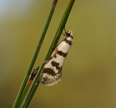Philobota impletella