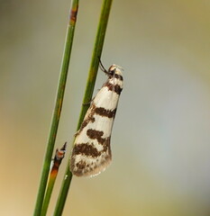 Philobota impletella