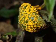 Austropuccinia psidii