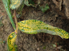 Austropuccinia psidii