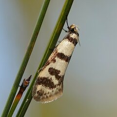 Philobota impletella
