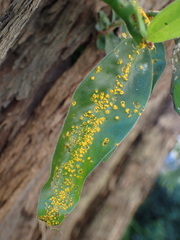 Austropuccinia psidii