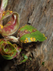 Austropuccinia psidii