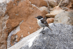 Saxicola dacotiae