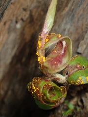 Austropuccinia psidii
