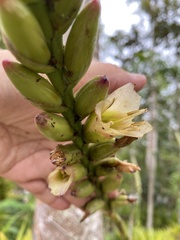 Vriesea roberto-seidelii