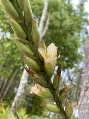 Vriesea roberto-seidelii