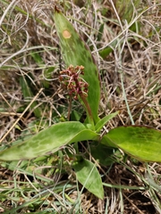 Ledebouria revoluta