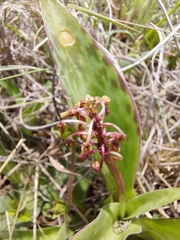 Ledebouria revoluta