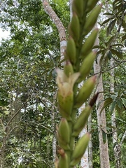 Vriesea roberto-seidelii