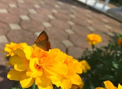 Lycaena phlaeas daimio