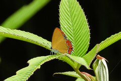 Heliophorus