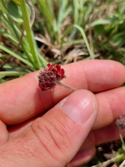 Trifolium africanum africanum