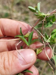 Trifolium africanum africanum
